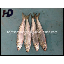 Замороженные морепродукты сардины для рынка (Sardinella aurita)